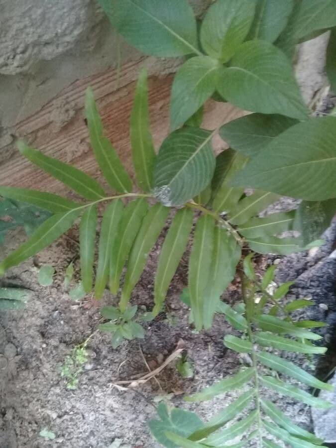 Acrostichum danaeifolium 2