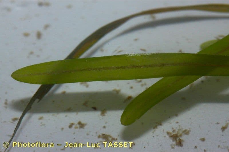 Erba-coltella ottusa 6