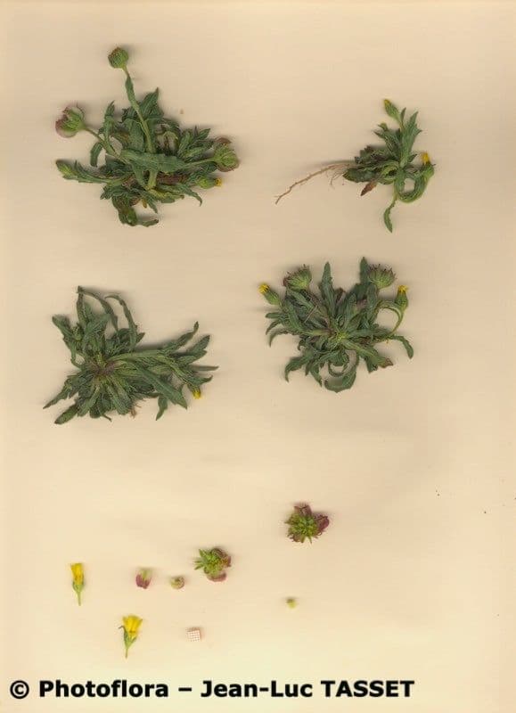 Dreikerniger Ringel 9