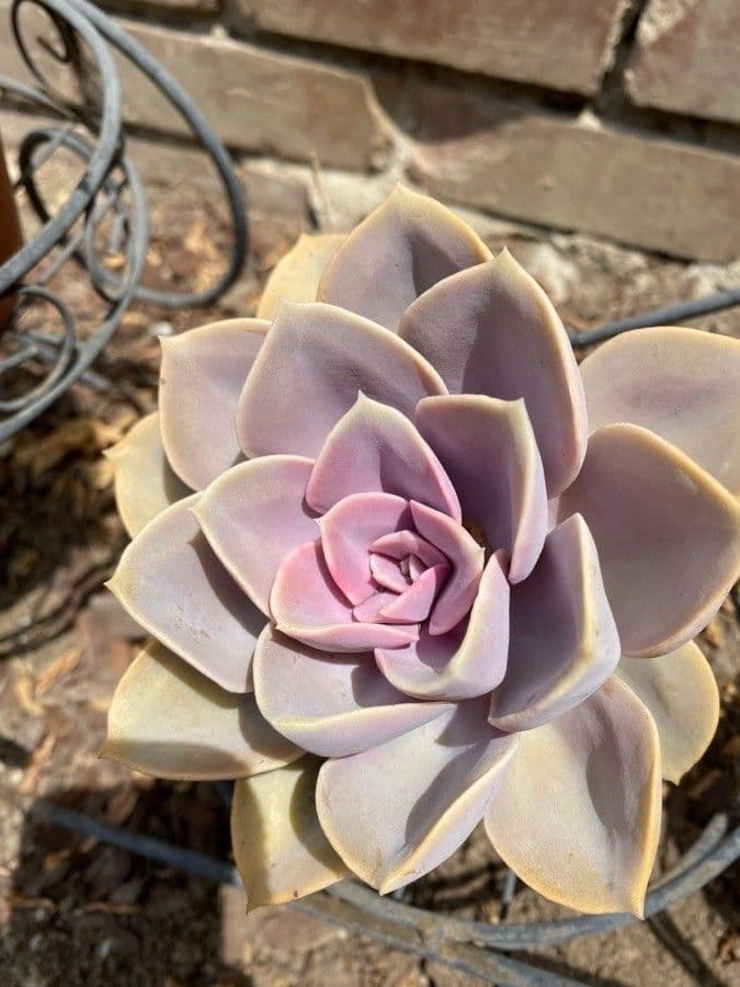 Echeveria 10