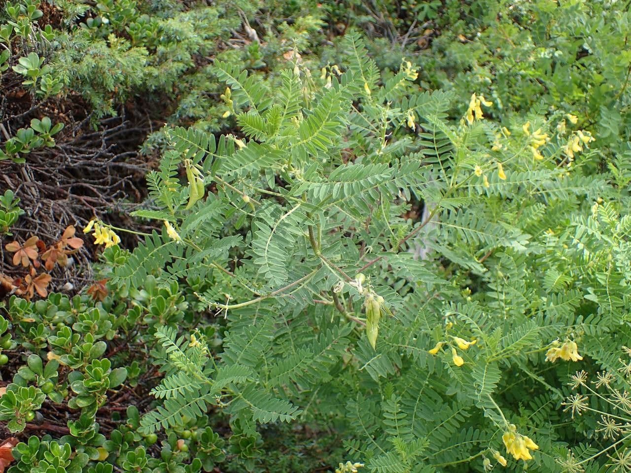 Astragalus penduliflorus 11
