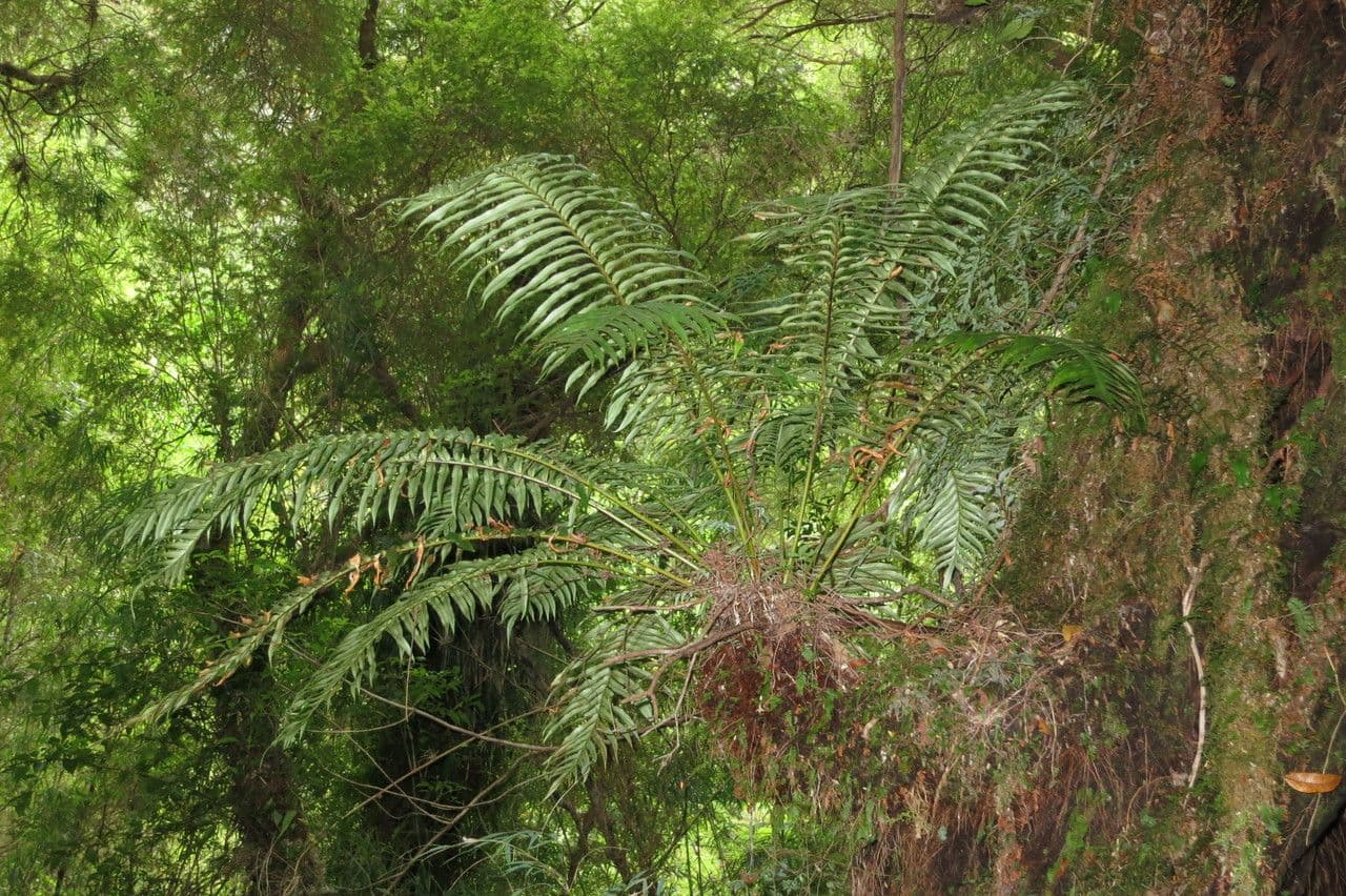 Blechnum 3