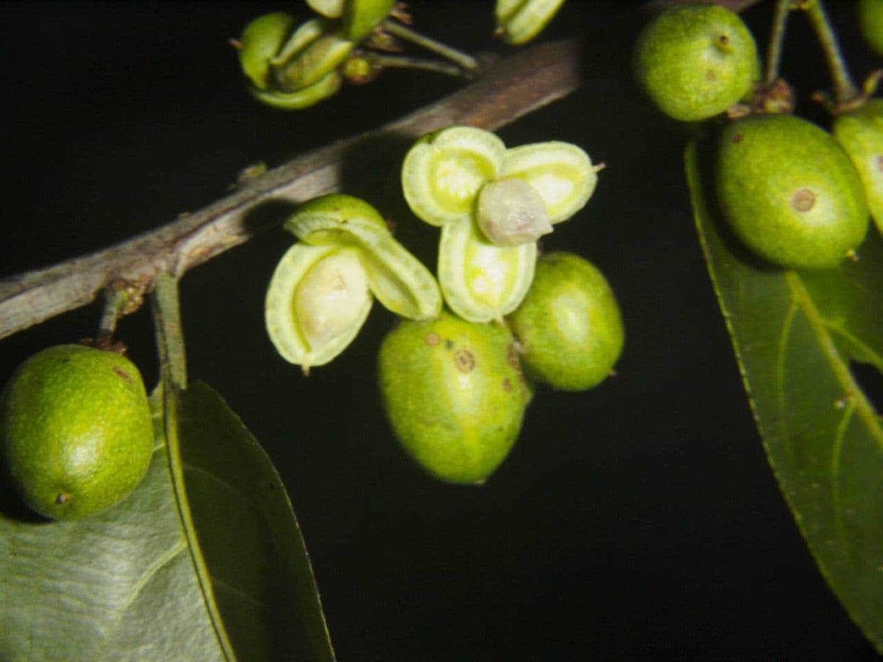 Laetia alta 3
