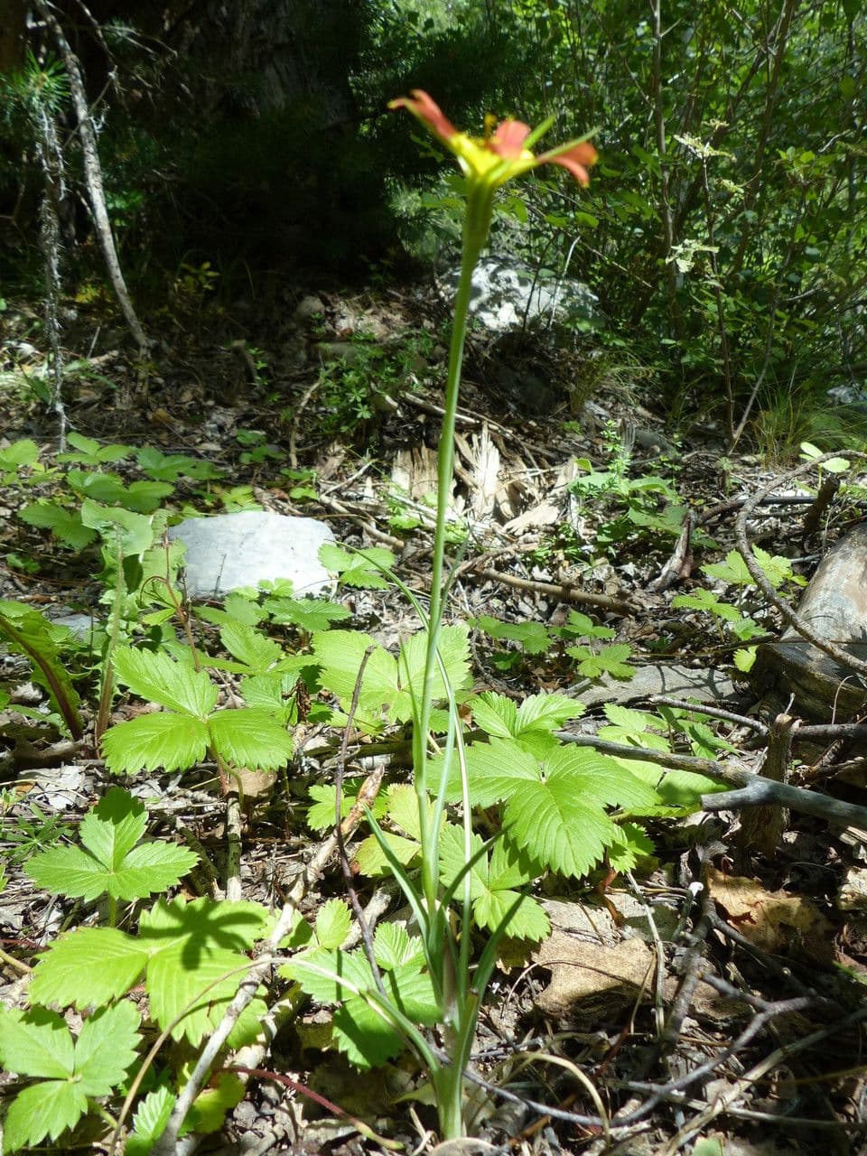 Třapatka Crocus 14