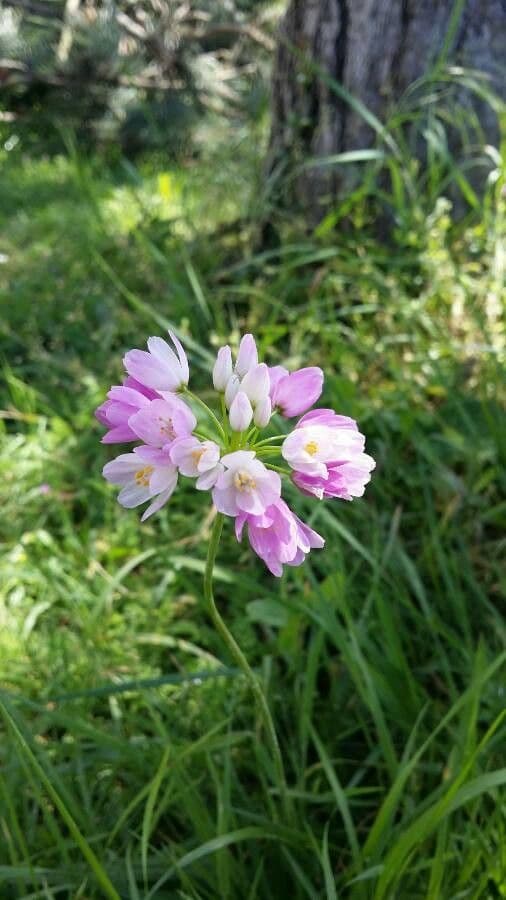 Aglio narciso 7