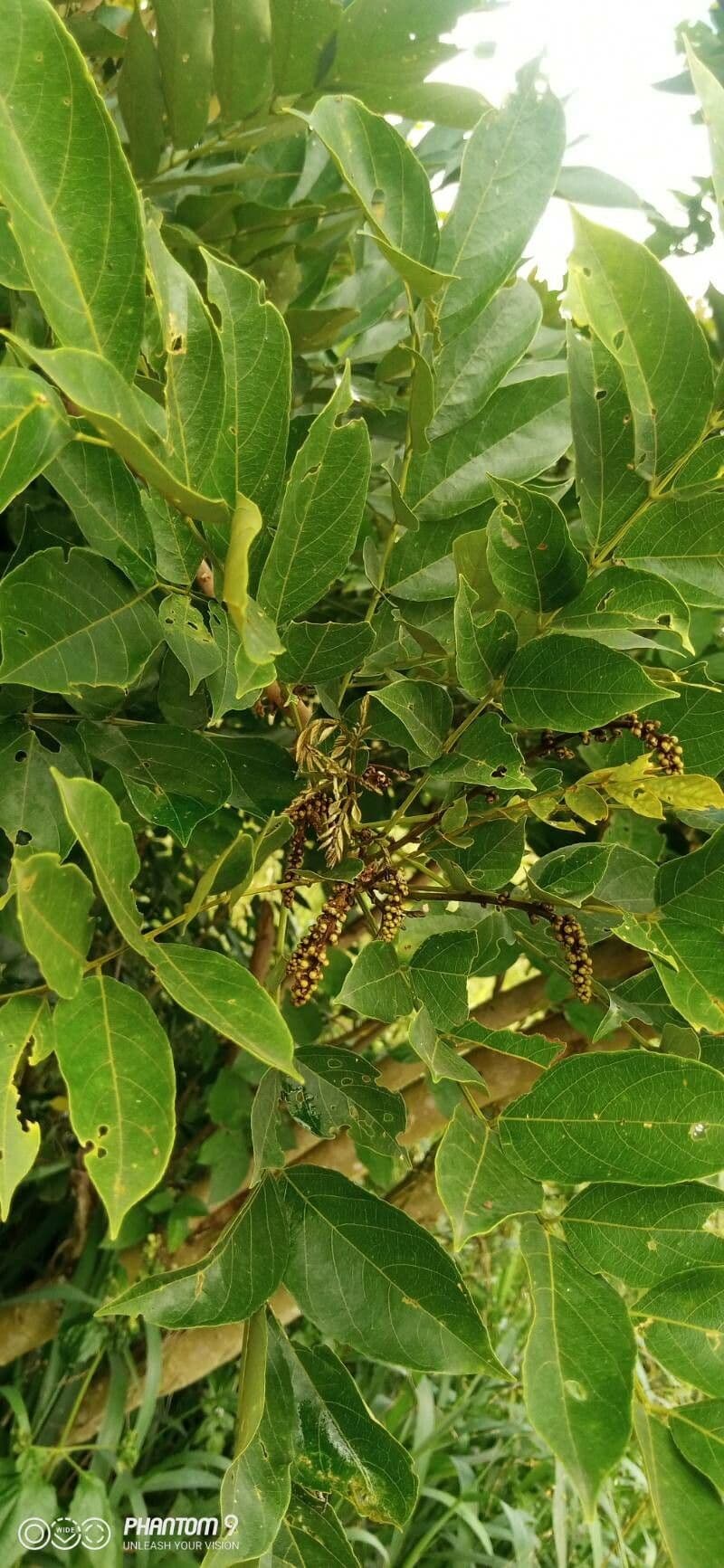 Millettia