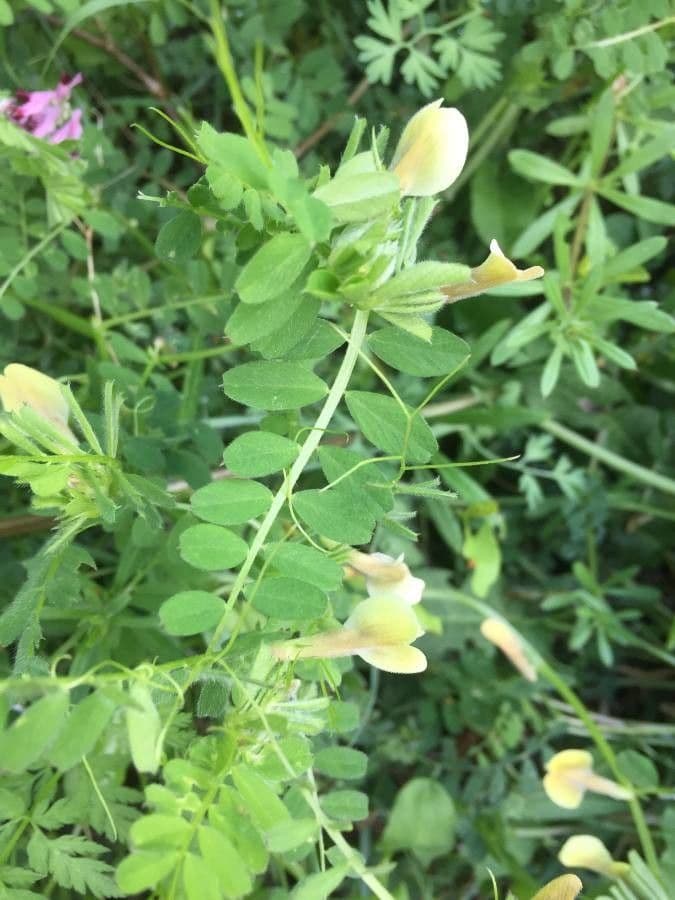 Vicia hybrida 18
