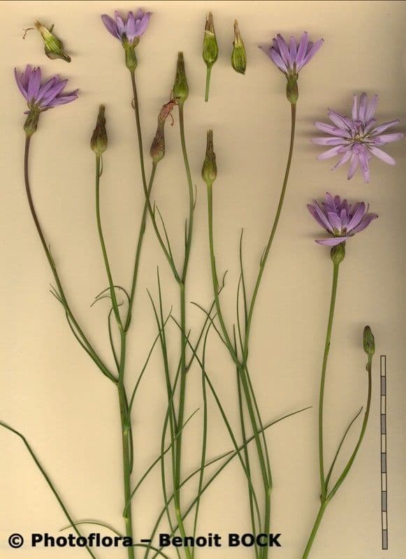 Podospermum 24