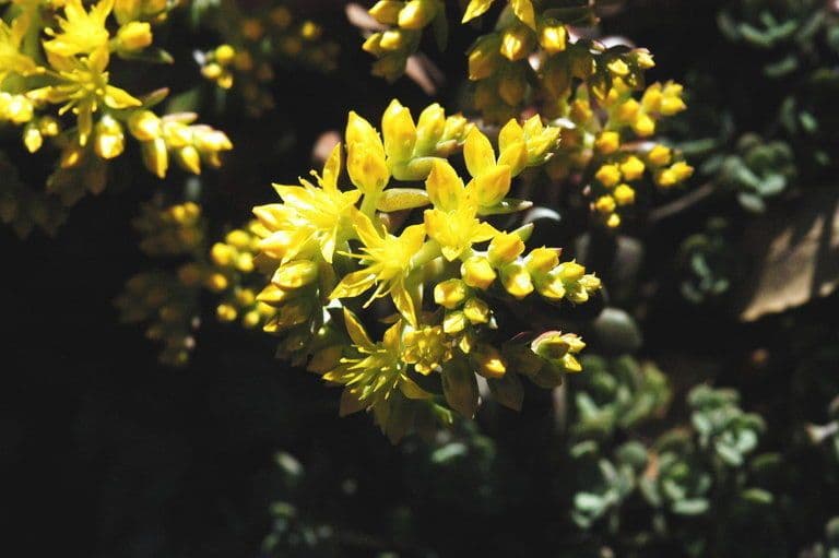 Borracina