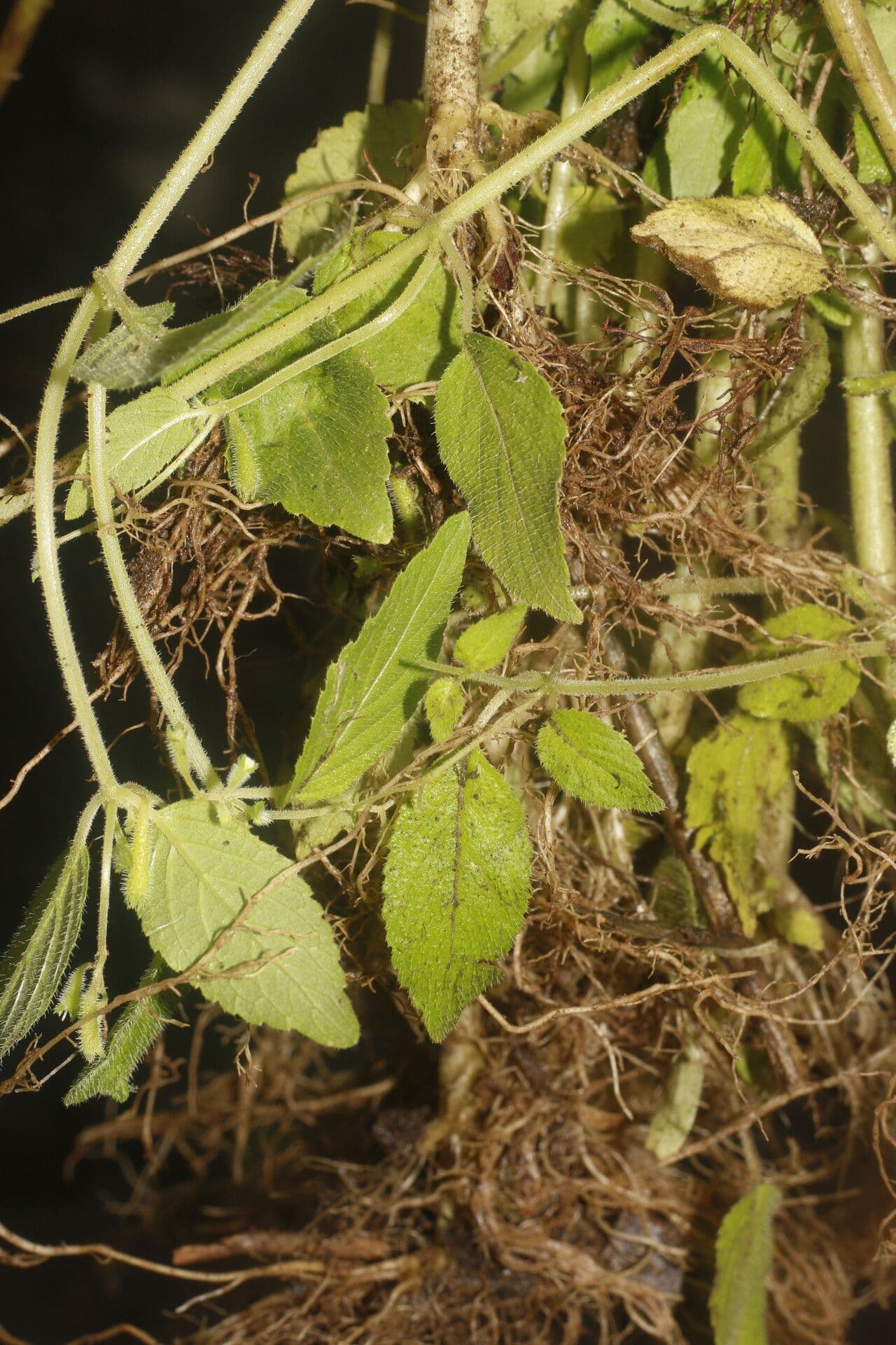 Klaprothia 5