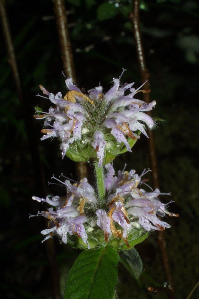 Blephilia ciliata
