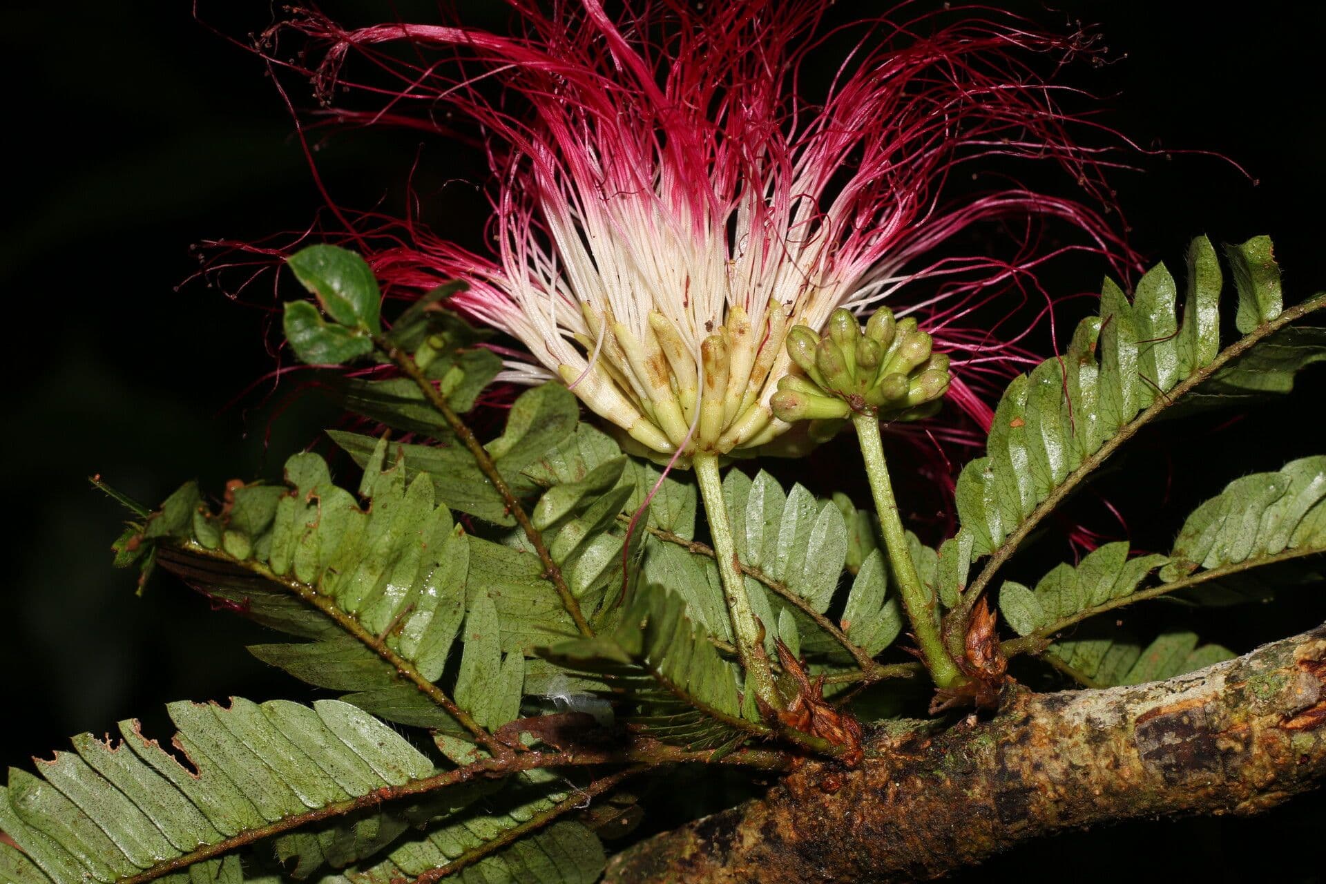 Calliandra 7