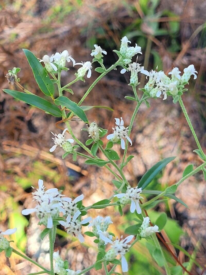 Sericocarpus tortifolius 3