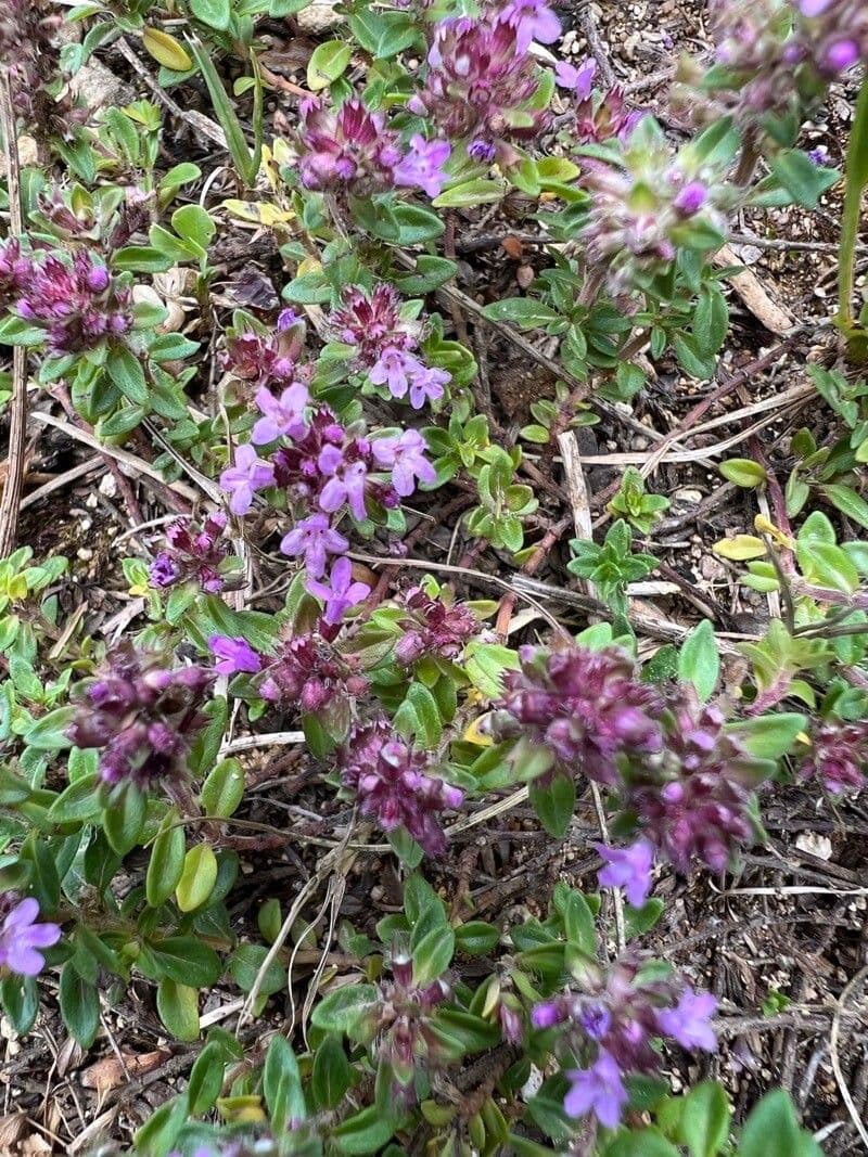 Frühblühender Thymian 10