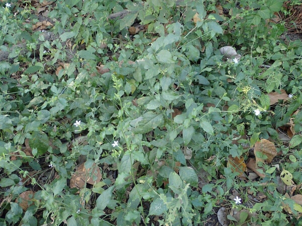 Plumbago zeylanica 11