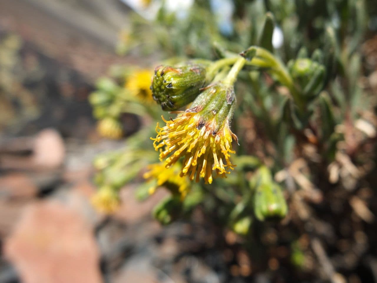 Senecio 2