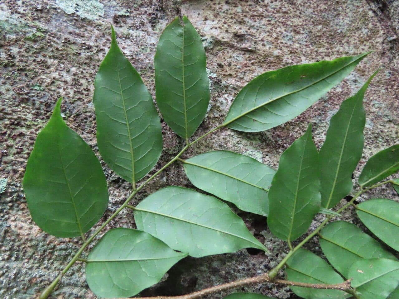 Dialium guianense 11