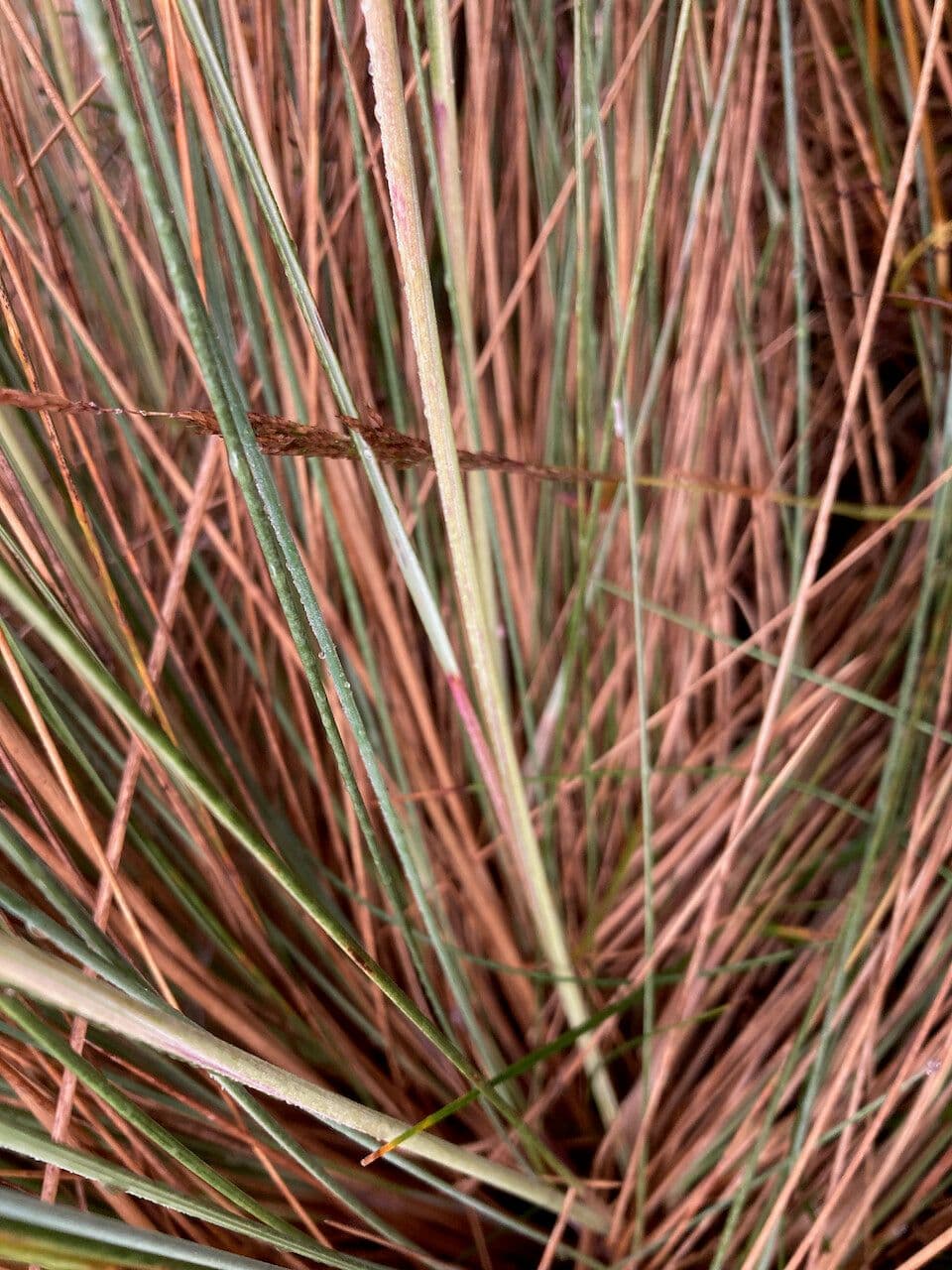 Festuca 12