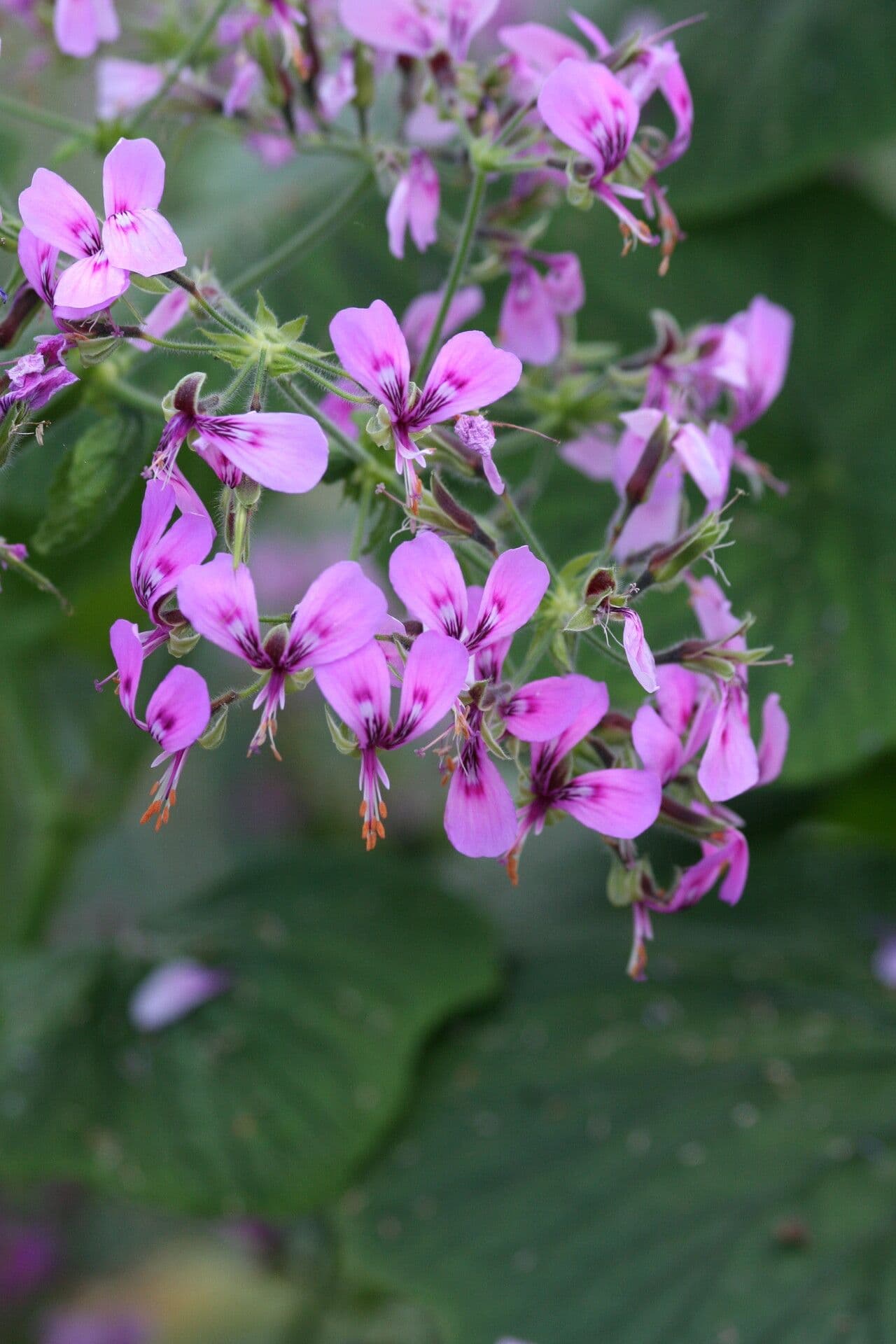 Pelargonio