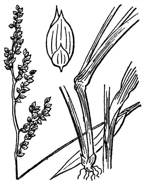 Arrocillo 28
