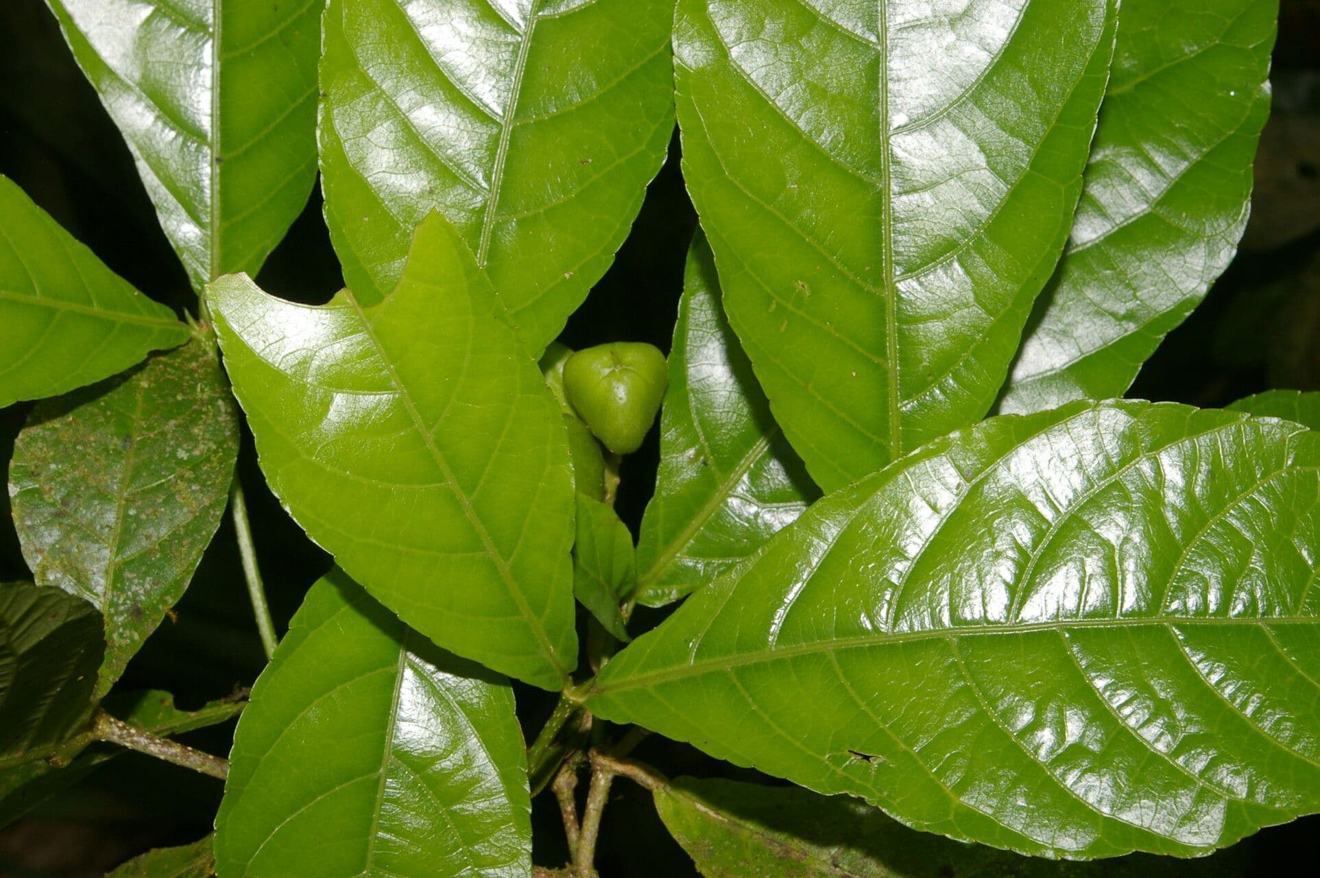 Rinorea 3