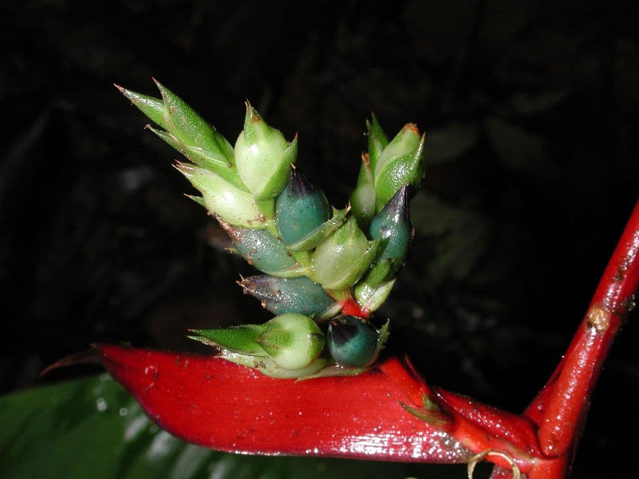Aechmea