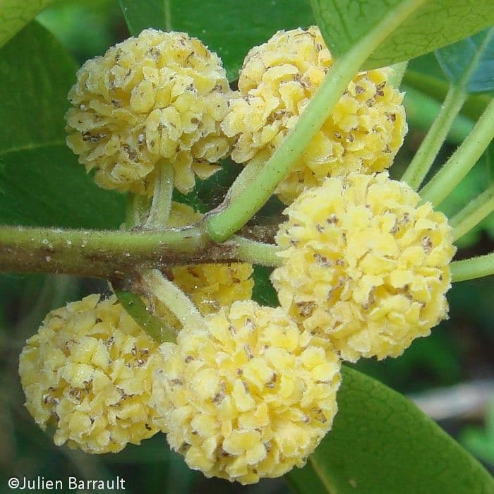 Maclura 7