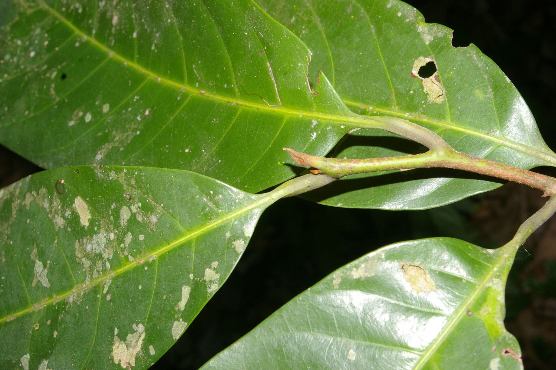 Pouteria 5