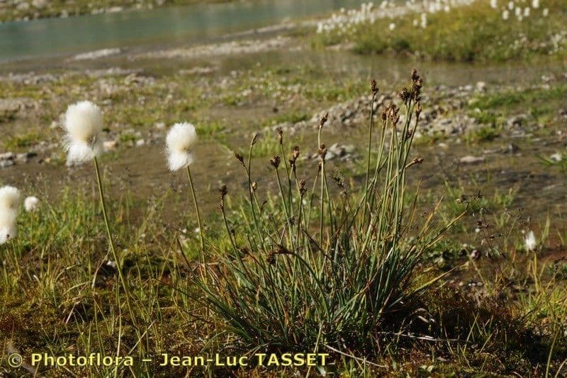 Carex di Lachenal 13