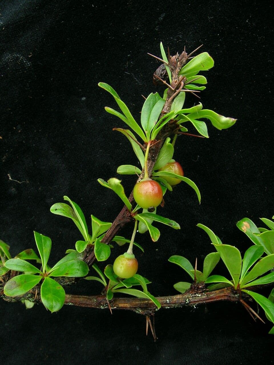 Berberys 9