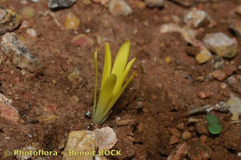 Sternbergia colchiciflora 10