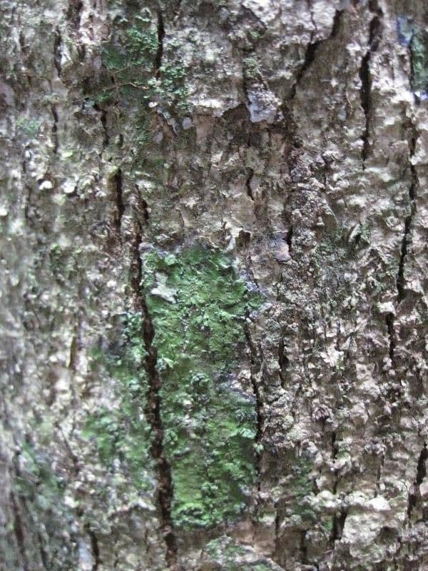 Sterculia 8