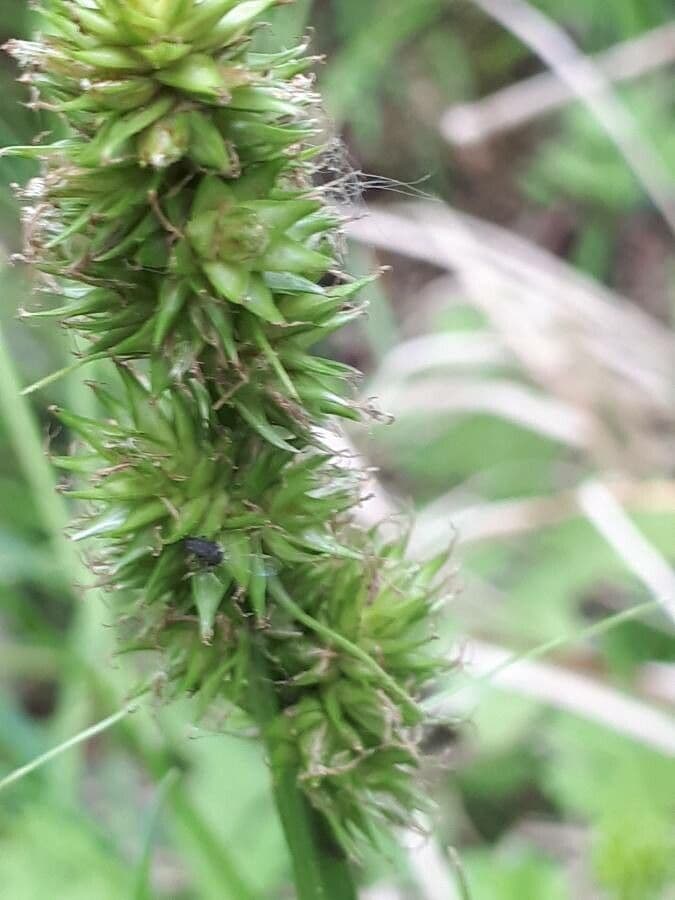 Carex vulpinoidea 21