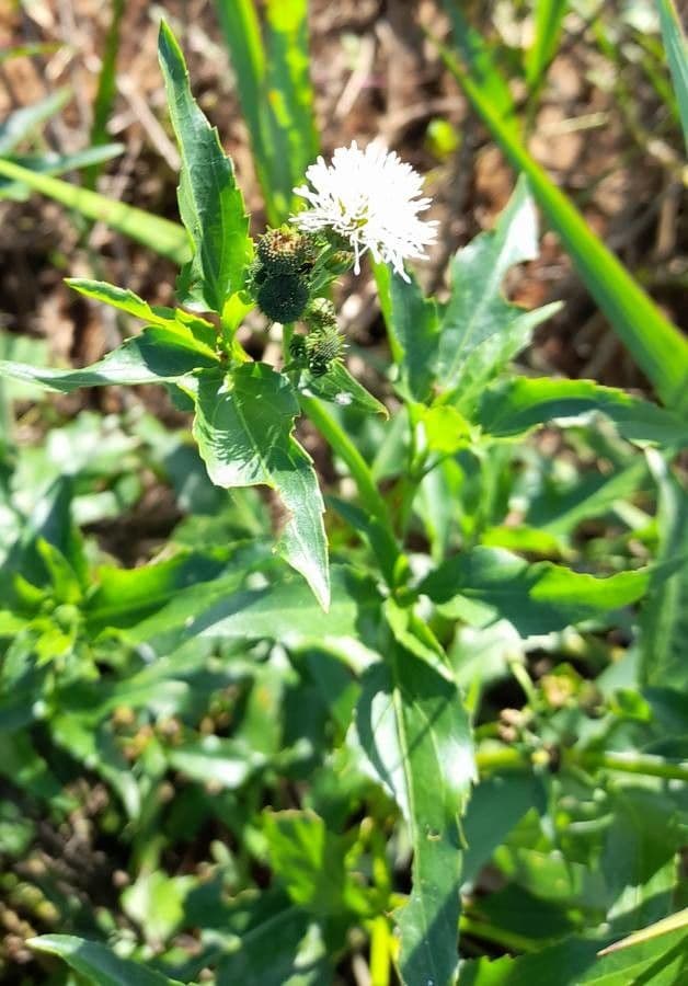 Gymnocoronis 8