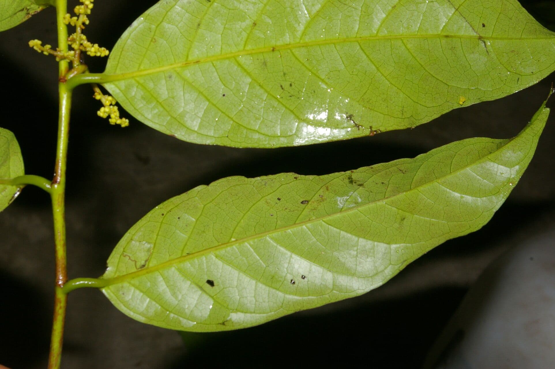 Perrottetia 5