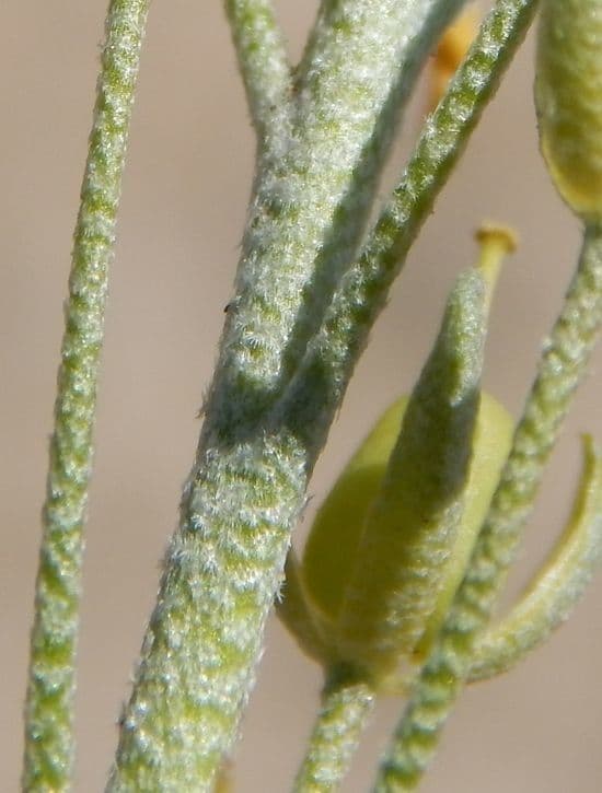 Fendler's bladderpod