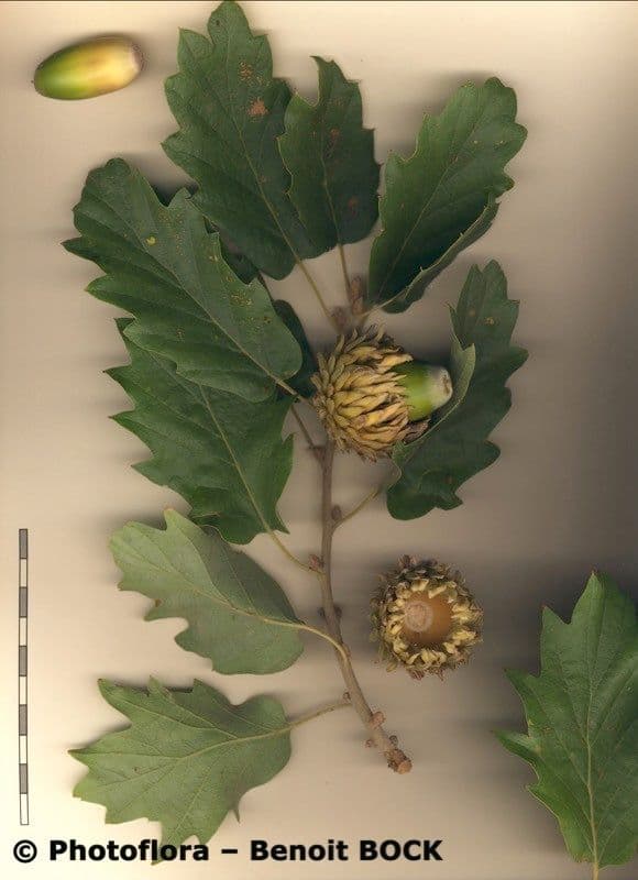 Valoneiche 26