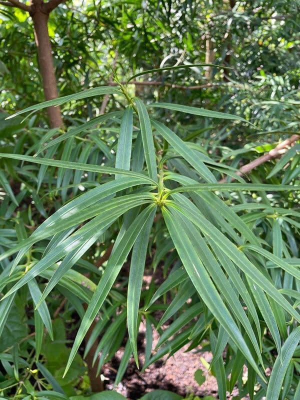 Podocarpus