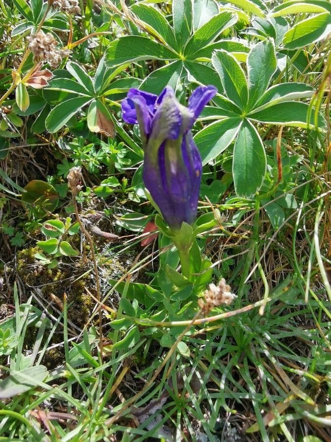 Alpen-Enzian 19