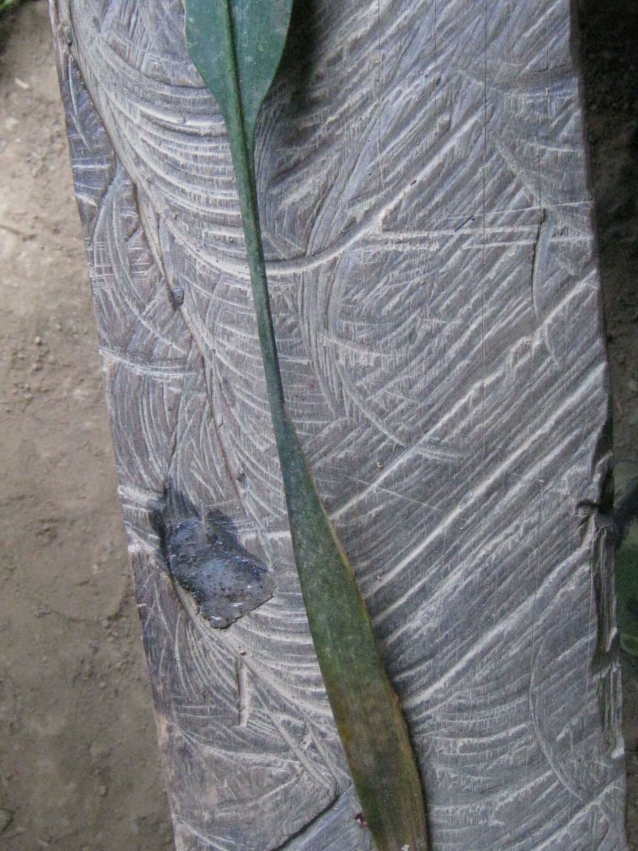 Spathanthus 11