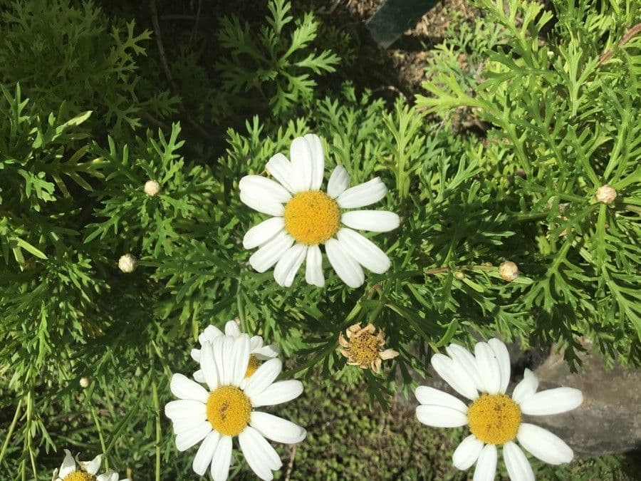 Argyranthemum 12
