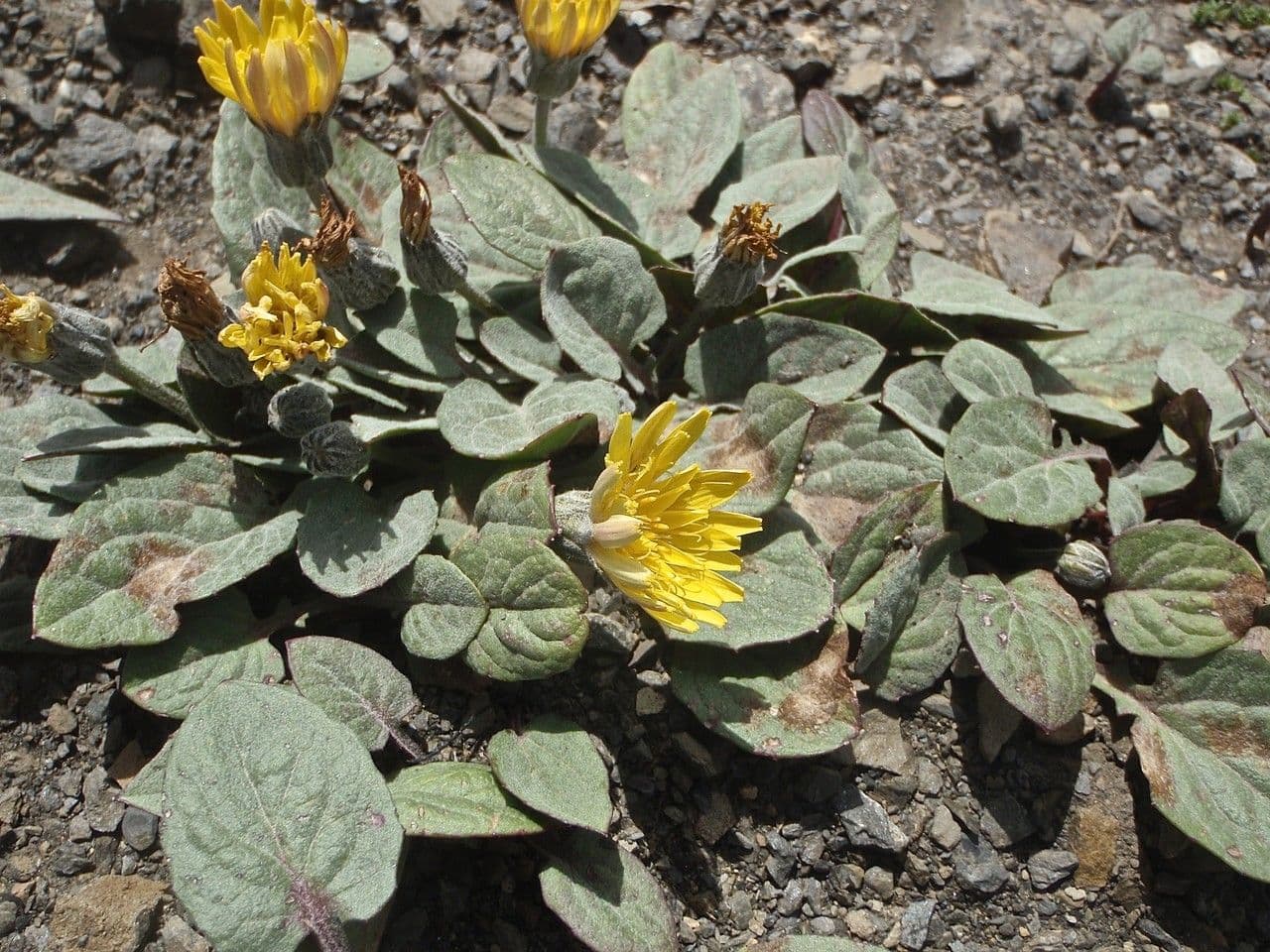 Crepis aurea 9