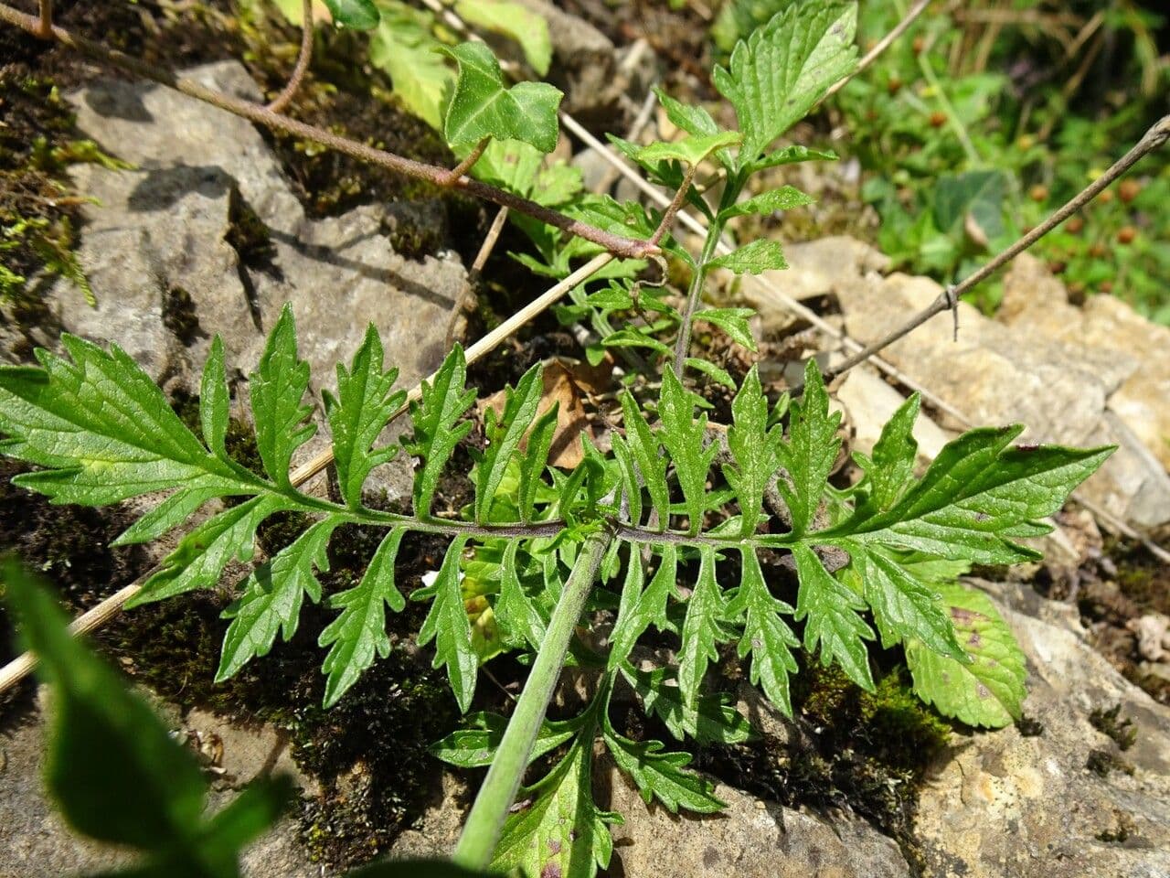 Vedovina lucida 18