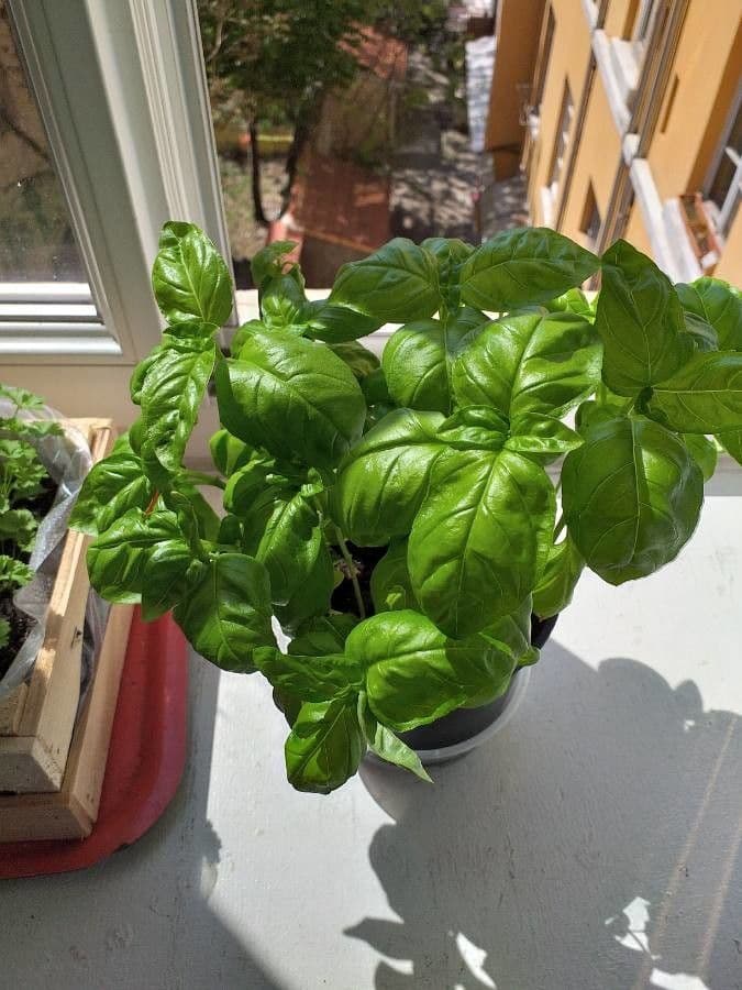 Basilic 9