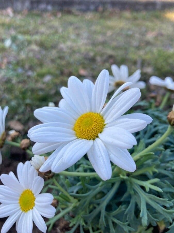 Vrabolček dalmatínsky 5