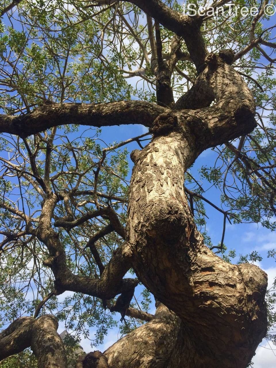 Marula 9