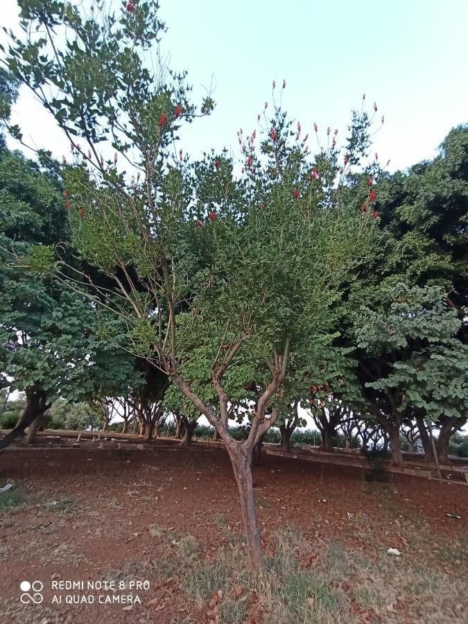 Erythrina 9