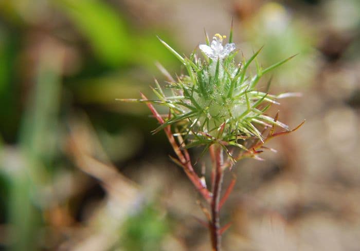 Needleleaf navarretia 6