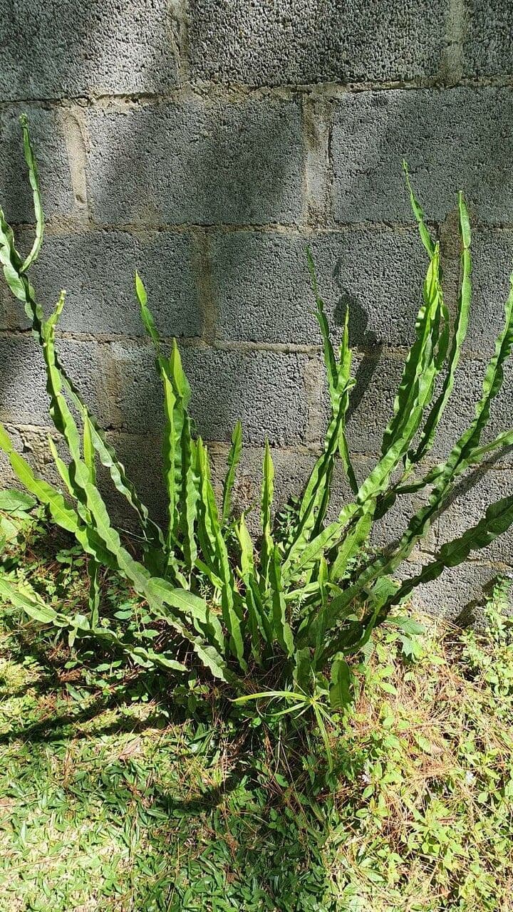 Baccharis trimera 18