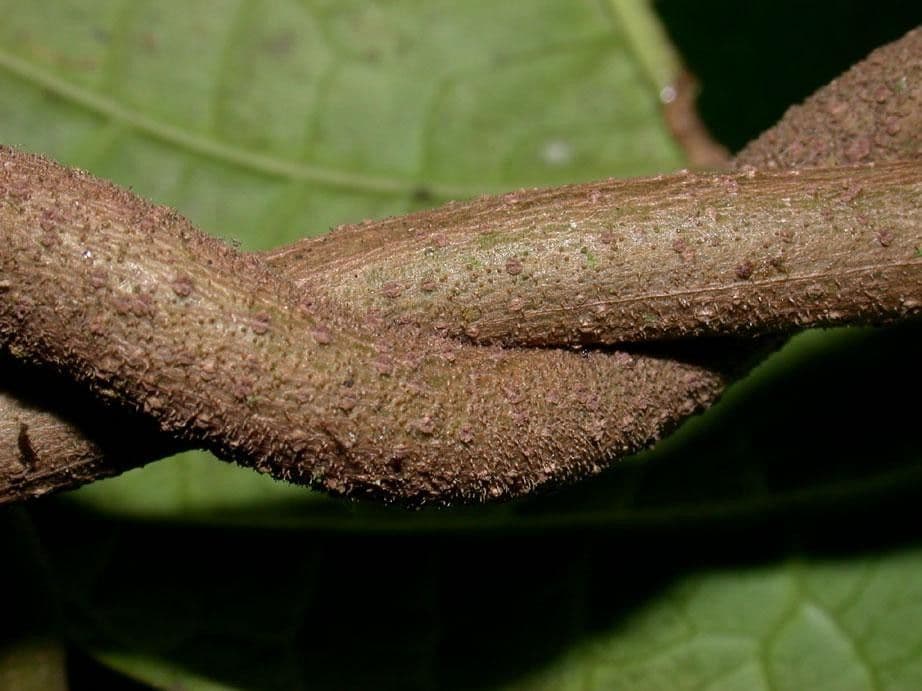 Prestonia portobellensis 16